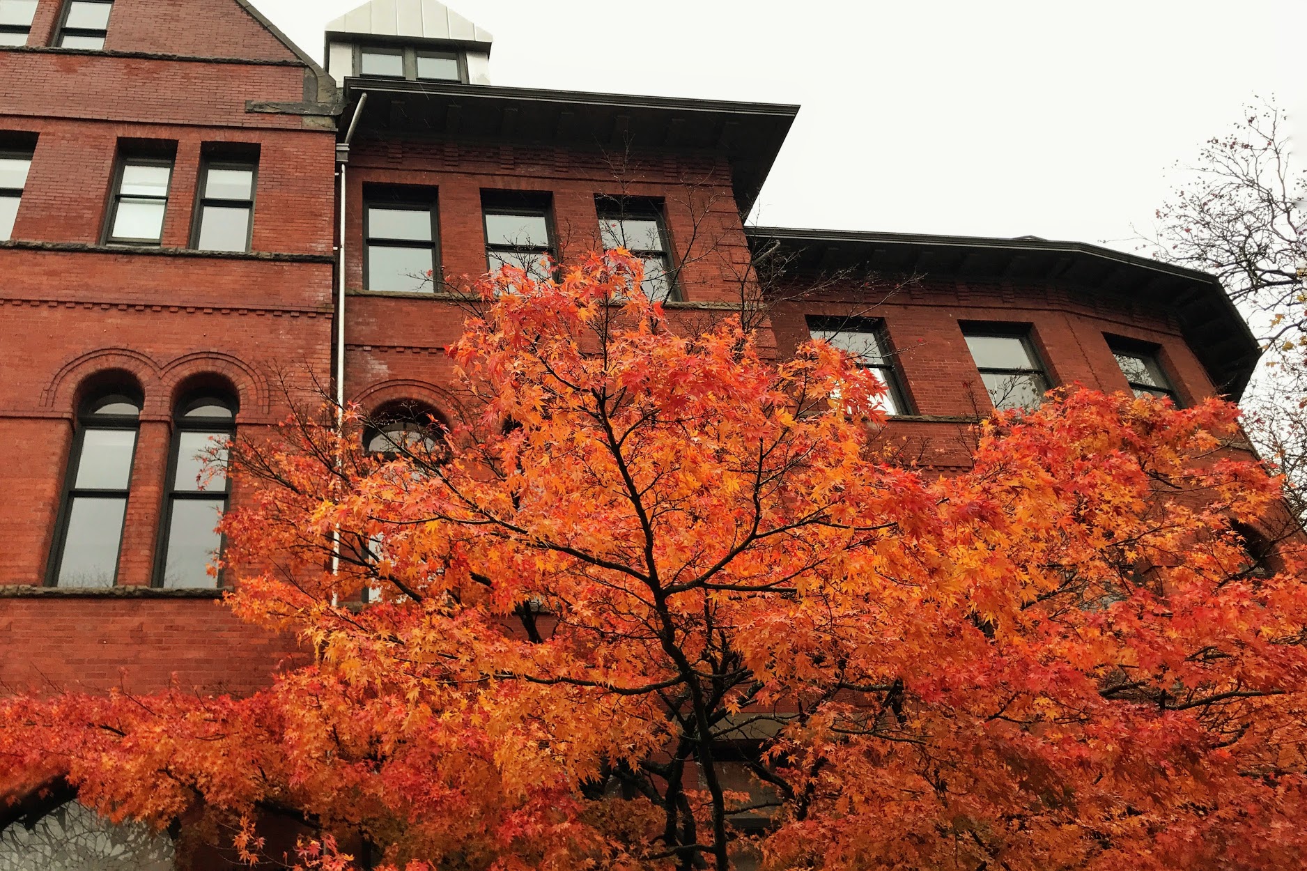 UW Red Tree